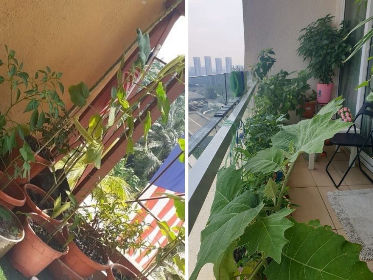 Kebun Kluster Kayangan Duduk Apartment Tak Semestinya Tak Boleh Bercucuk Tanam