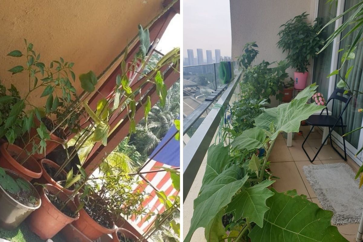 Kebun Kluster Kayangan, Duduk Apartment Tak Semestinya Tak Boleh Bercucuk Tanam