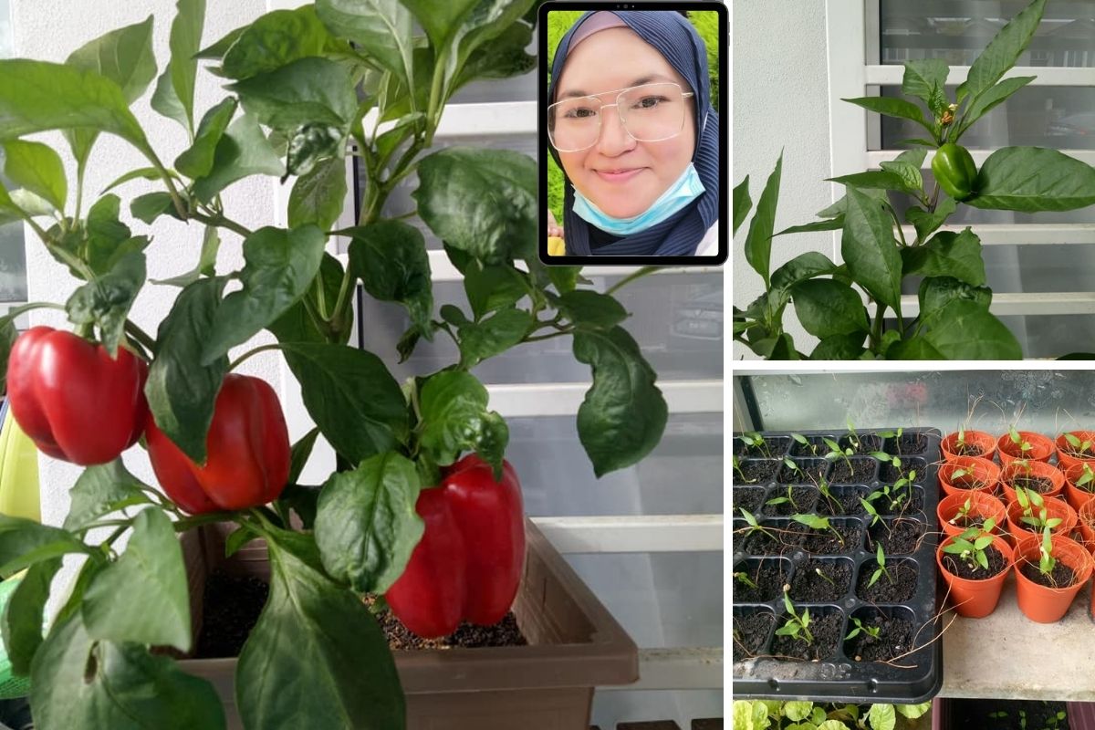 Cara Semai Capsicum, Walau Baru Mencuba Pun Boleh Tumbuh Subur