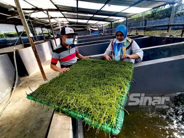 Sukar Dapat Bekalan, Suami Isteri Ini Nekad Ternak Sendiri Latok. Hasilnya Memang Puas Hati!