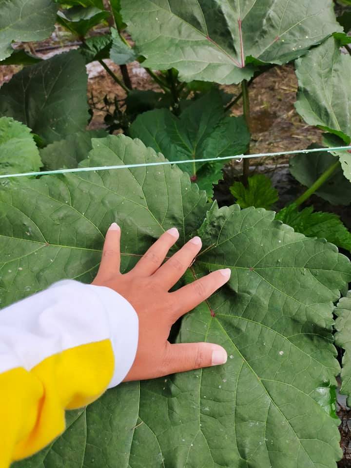 Nak Tanam Pokok Bendi Yang Sihat & Banyak Buah, Boleh Cuba Tip Ini
