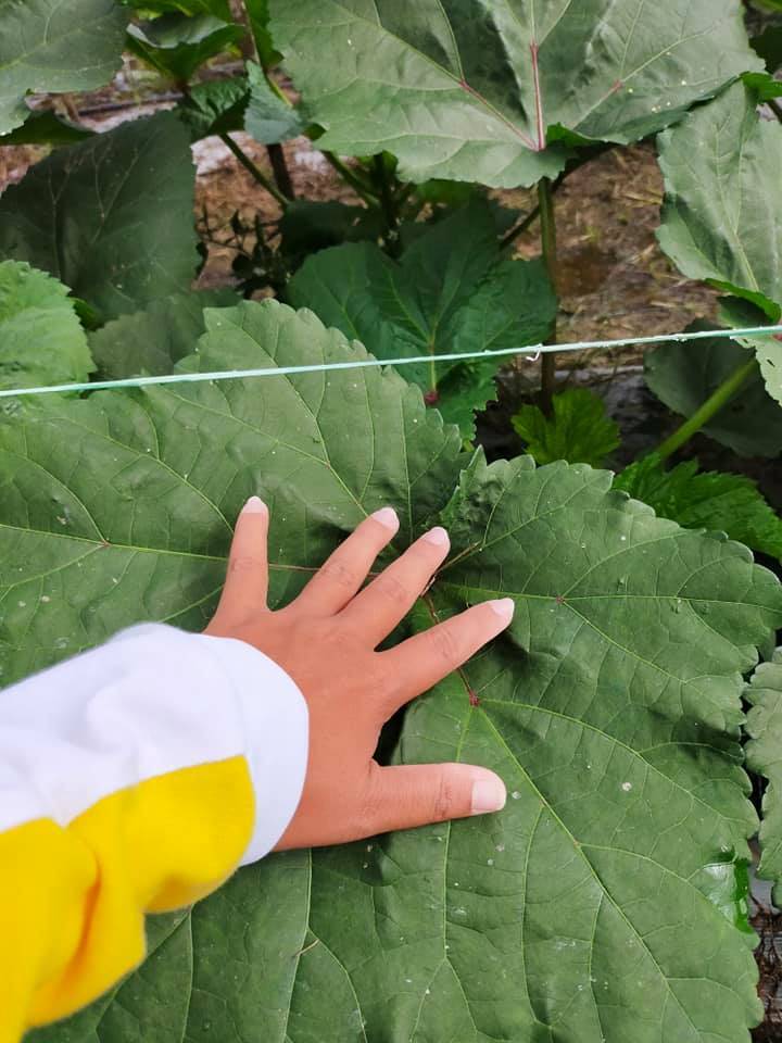 Nak Tanam Pokok Bendi Yang Sihat &#038; Banyak Buah, Boleh Cuba Tip Ini