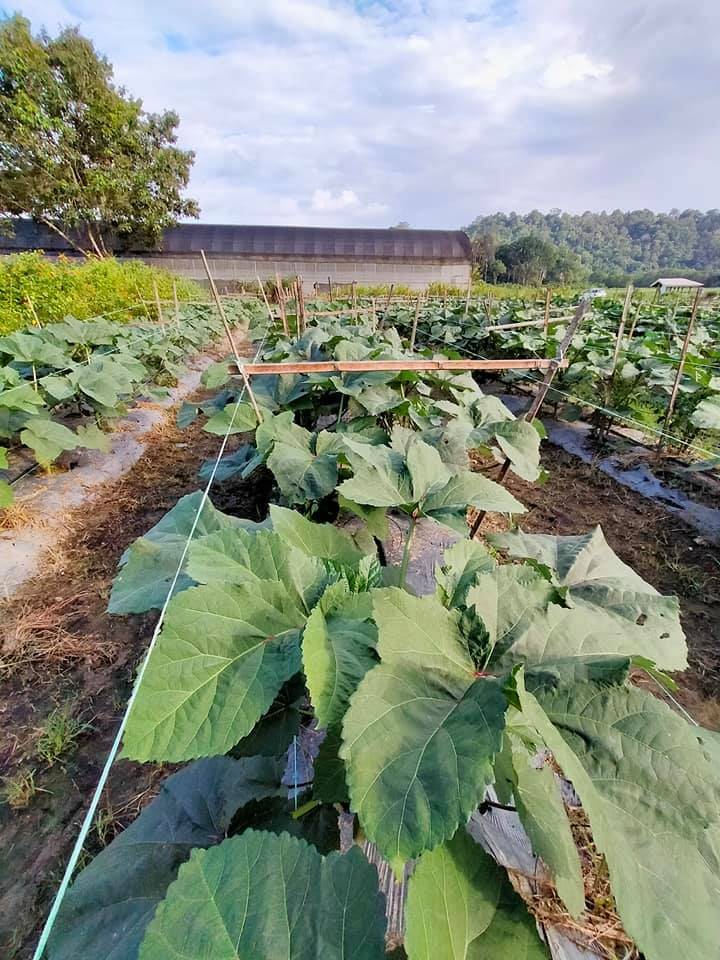 Nak Tanam Pokok Bendi Yang Sihat & Banyak Buah, Boleh Cuba Tip Ini