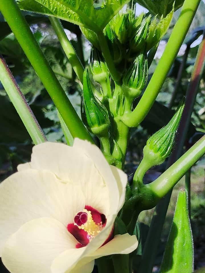 Nak Tanam Pokok Bendi Yang Sihat &#038; Banyak Buah, Boleh Cuba Tip Ini