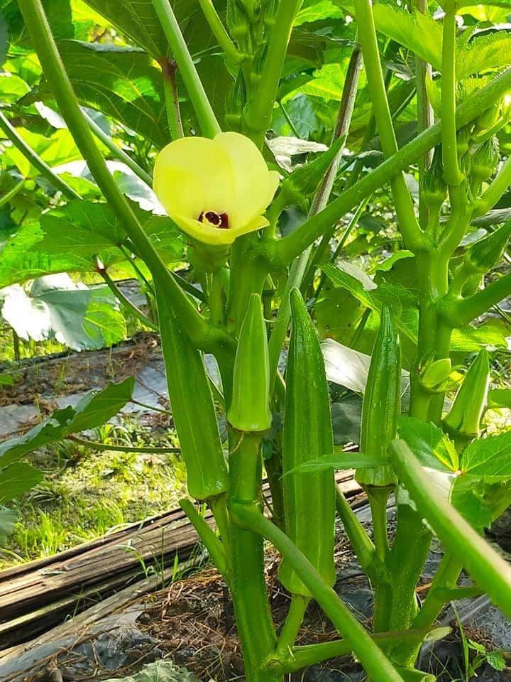 Nak Tanam Pokok Bendi Yang Sihat &#038; Banyak Buah, Boleh Cuba Tip Ini