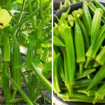 Nak Tanam Pokok Bendi Yang Sihat & Banyak Buah, Boleh Cuba Tip Ini