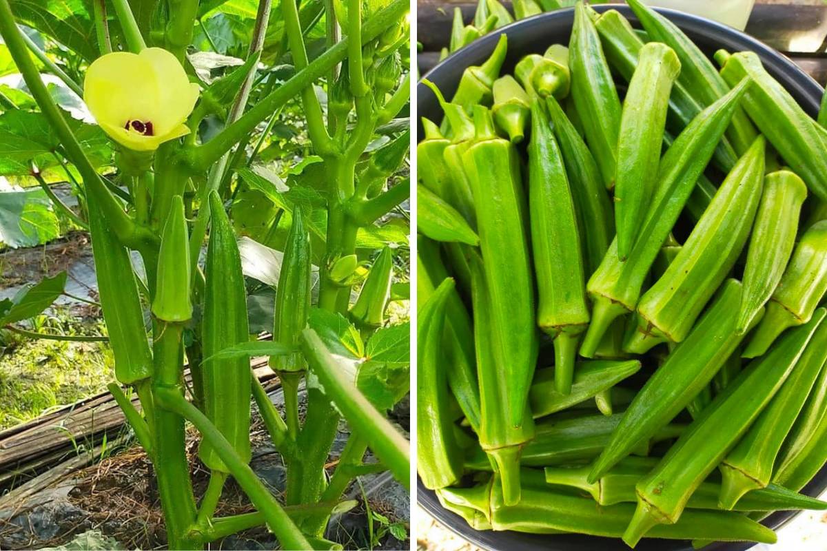 Nak Tanam Pokok Bendi Yang Sihat & Banyak Buah, Boleh Cuba Tip Ini