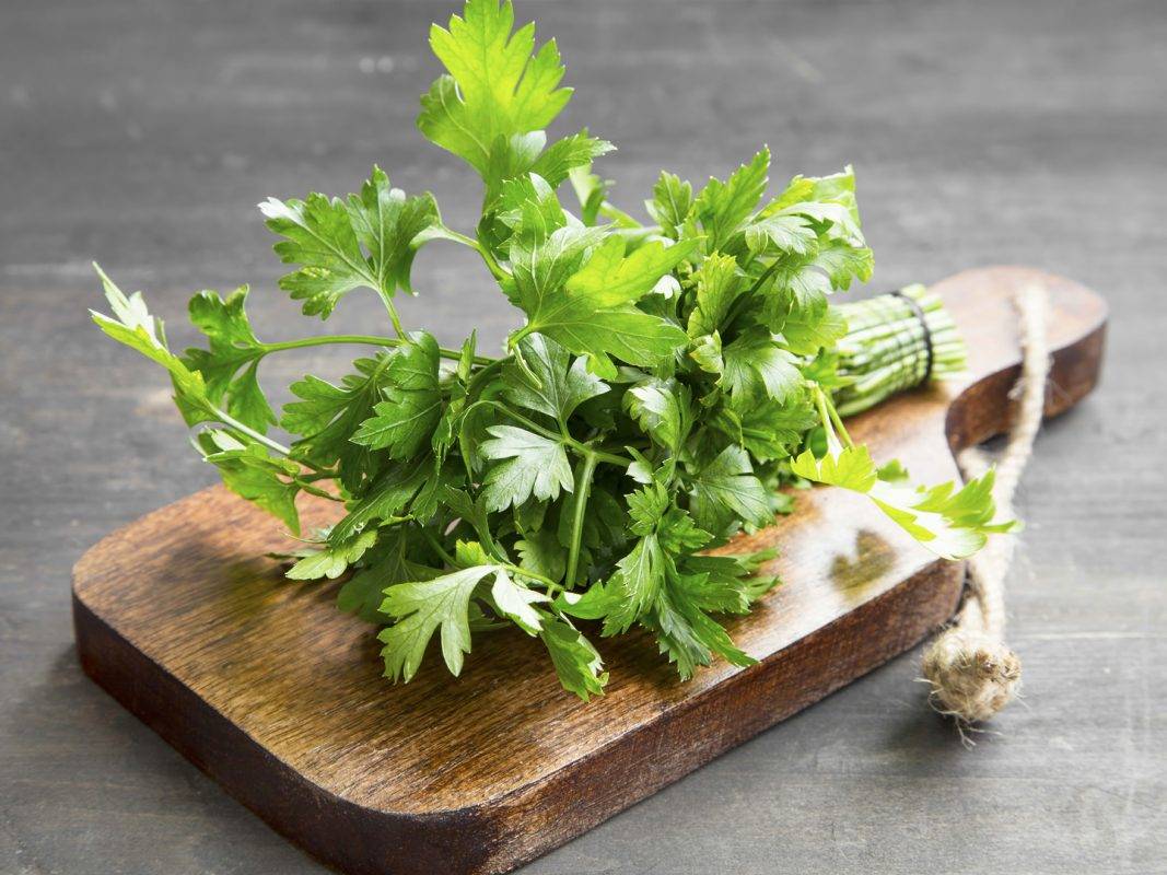 Petua Simpan Daun Sup Agar Kekal Segar & Tahan Lama