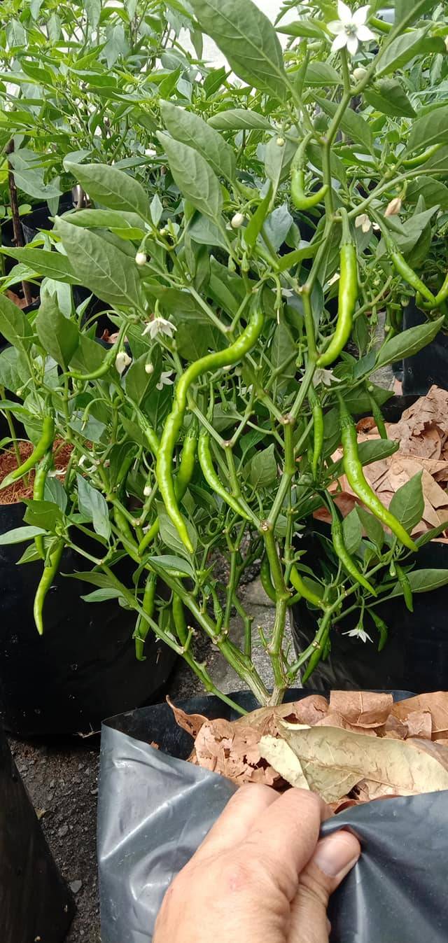 Petua Nak Tanam Pokok Cili Yang Berbuah Lebat & Segar