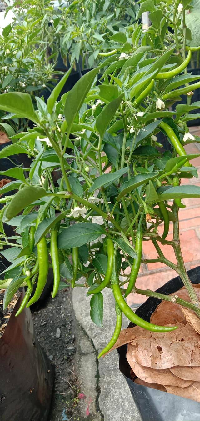 Petua Nak Tanam Pokok Cili Yang Berbuah Lebat & Segar