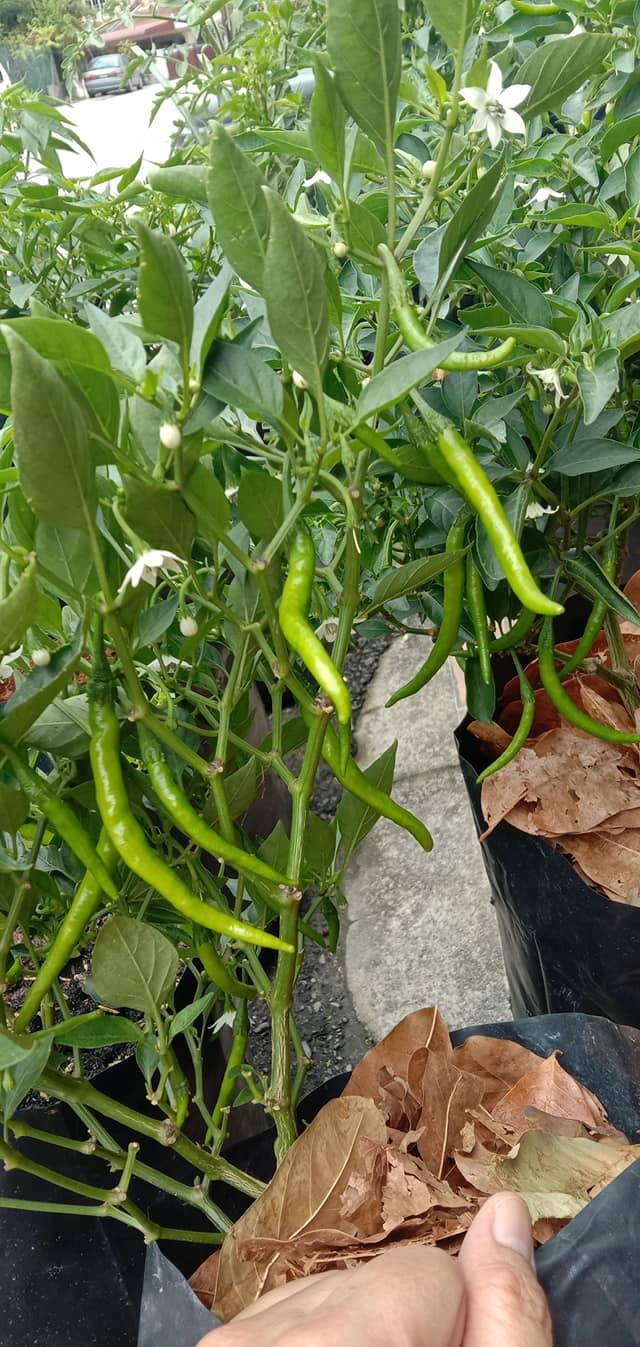 Petua Nak Tanam Pokok Cili Yang Berbuah Lebat &#038; Segar